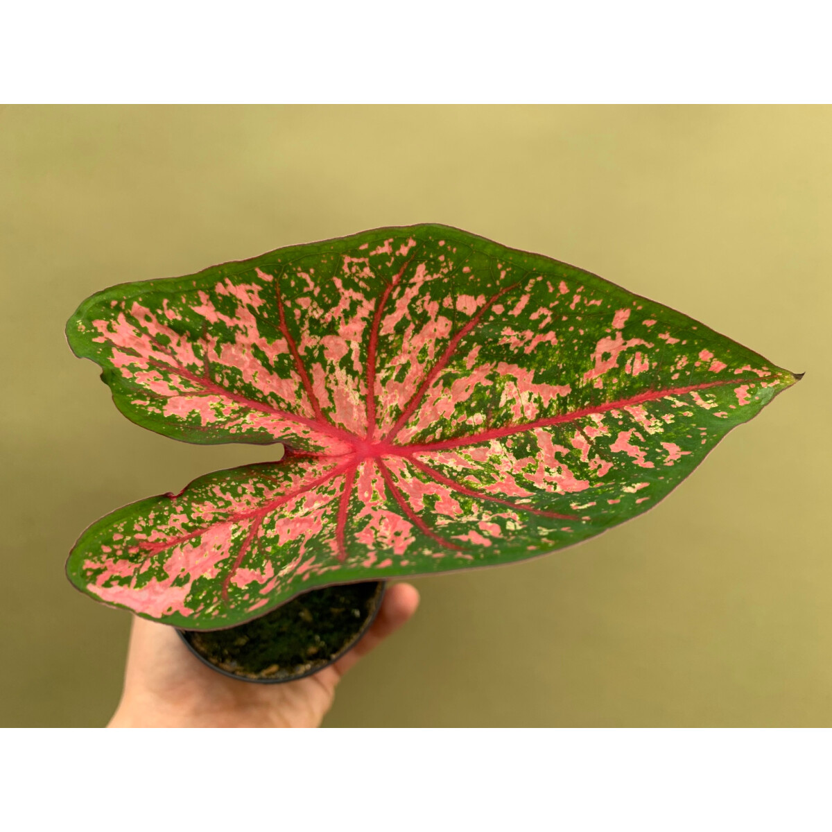 Caladium Pink Beauty Knolle