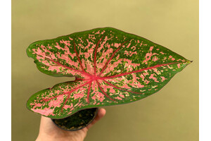 Caladium Pink Beauty Bulb