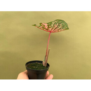 Caladium Pink Beauty Knolle