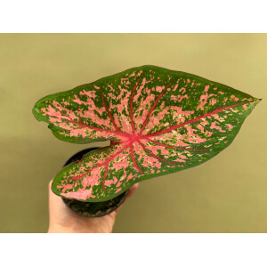 Caladium Pink Beauty Knolle