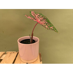 Caladium Pink Beauty Knolle