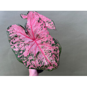 Caladium Pink Beauty Knolle