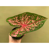 Caladium Pink Beauty Knolle