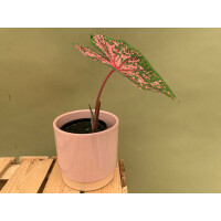 Caladium Pink Beauty Knolle