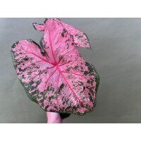 Caladium Pink Beauty Knolle
