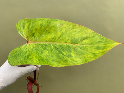 Philodendron painted Lady Cutting