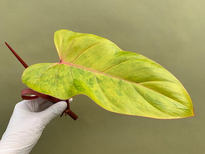 Philodendron painted Lady Cutting