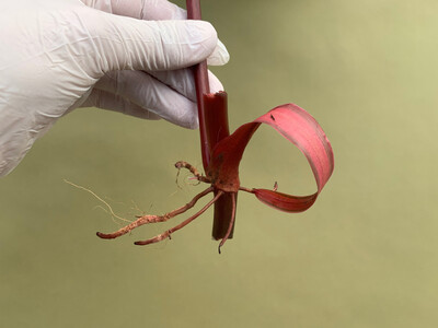 Philodendron painted Lady Cutting