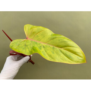 Philodendron painted Lady Ableger