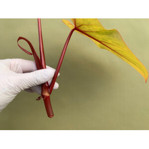 Philodendron painted Lady Ableger