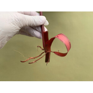 Philodendron painted Lady Ableger