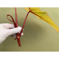 Philodendron painted Lady Ableger