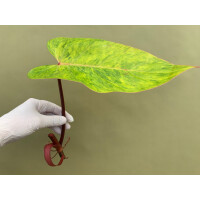 Philodendron painted Lady Ableger