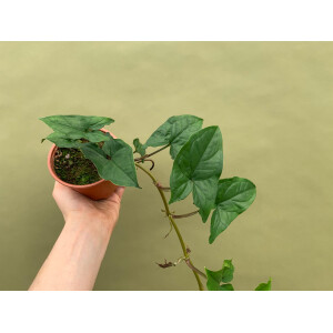 Syngonium podophyllum green