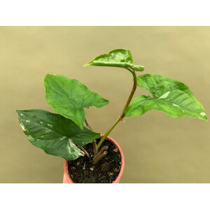 Syngonium podophyllum variegata Grade B