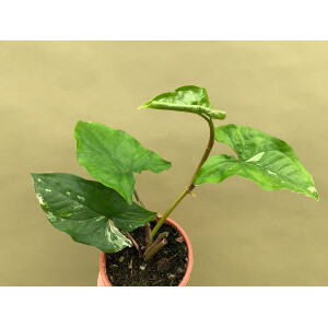 Syngonium podophyllum variegata Grade B