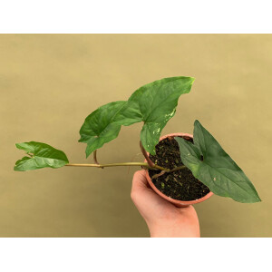 Syngonium podophyllum variegata Grade B