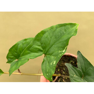 Syngonium podophyllum variegata Grade B