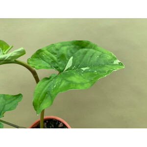 Syngonium podophyllum variegata Grade B