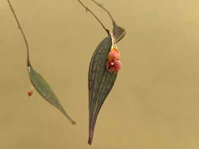 Lepanthes reticulata
