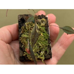 Lepanthes reticulata