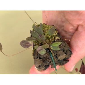 Lepanthes reticulata