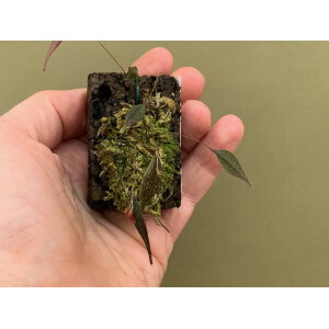 Lepanthes reticulata