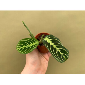Maranta Lemon Lime S