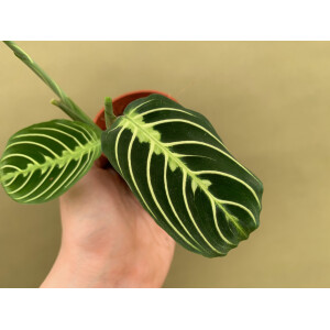 Maranta Lemon Lime S