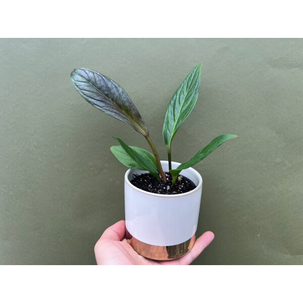 Anthurium jenmanii, 9,90