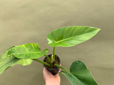 Philodendron giganteum