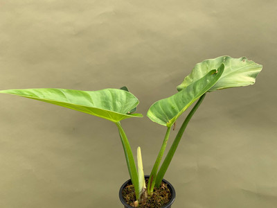 Philodendron giganteum