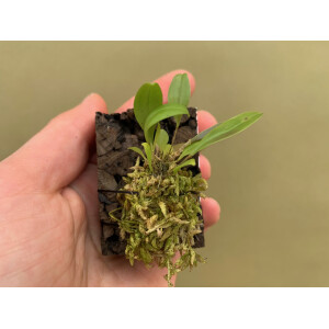 Lepanthes dalessandroi Pink