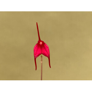 Masdevallia barlaeana