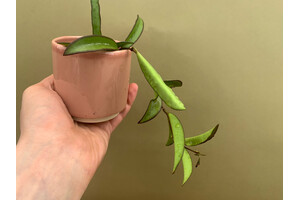 Hoya carnosa wayetii green Babyplant