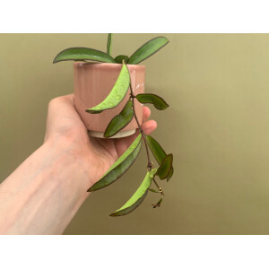 Hoya carnosa wayetii green Babyplant
