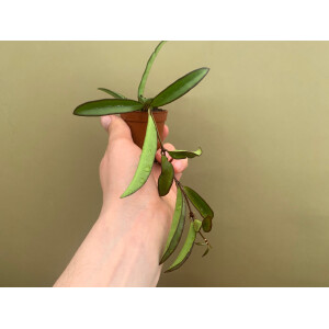 Hoya carnosa wayetii green Babyplant