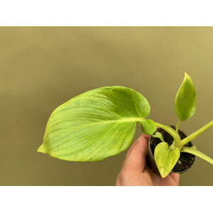Philodendron Selloum Gold Babyplant
