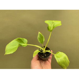Philodendron Selloum Gold Babyplant