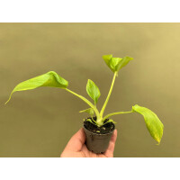 Philodendron Selloum Gold Babyplant