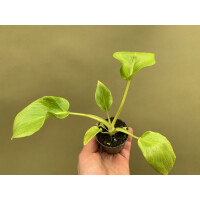 Philodendron Selloum Gold Babyplant