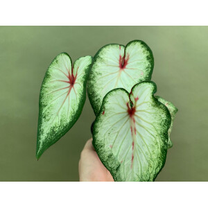 Caladium  White Lightning