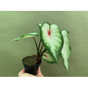 Caladium  White Lightning
