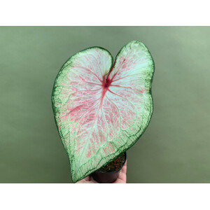 Caladium  White Lightning