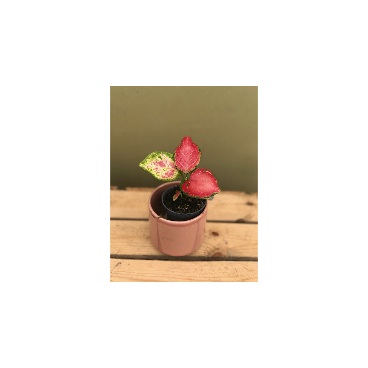 Aglaonema  red Babyplant