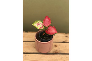 Aglaonema  red Babyplant