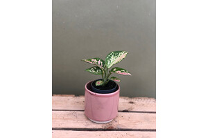 Aglaonema Pink Babyplant