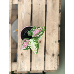 Aglaonema Pink Babyplant