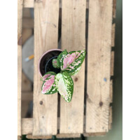 Aglaonema Pink Babyplant