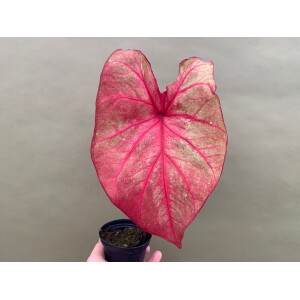 Caladium Autumn Beauty